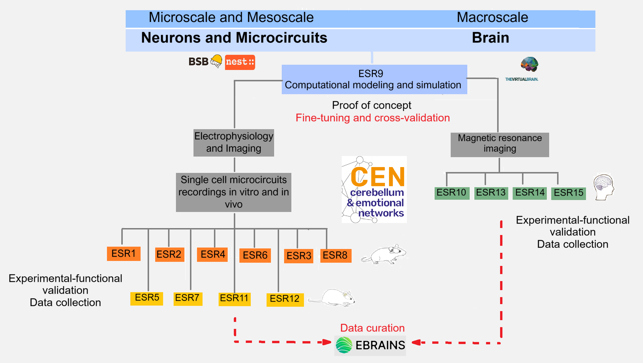 Overview of the CEN (Cerebellum and Emotional Networks) project, showing how experimental neuroscience and computational modelling are integrated across different brain scales—from neural microcircuits to whole-brain networks, to study the role of the cerebellum in emotional processing