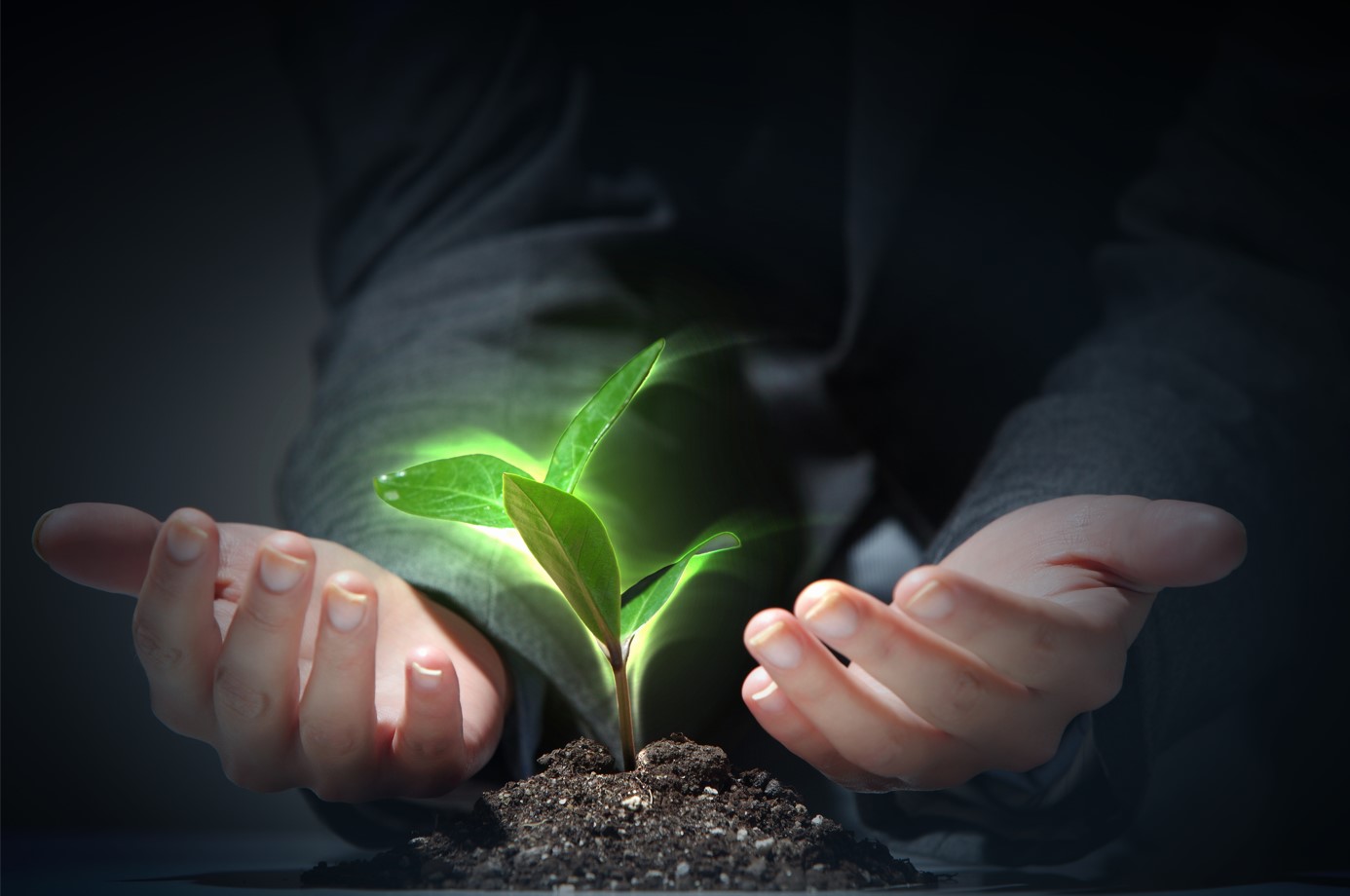 Growing plant in hands